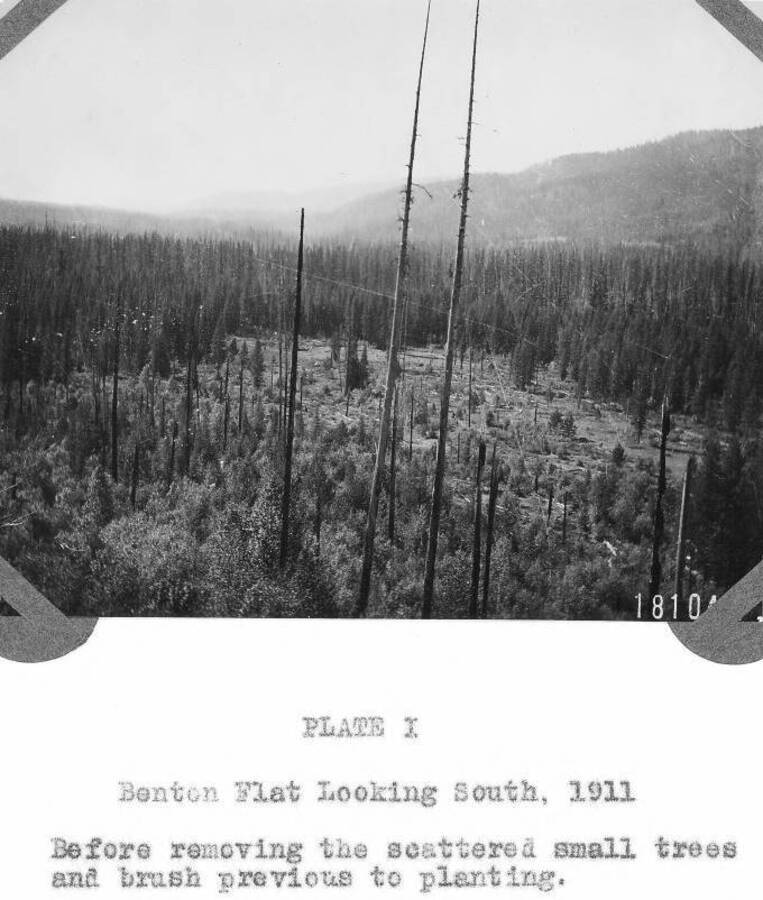 From Larsen's progress report of the status of the yellow (ponderosa) pine source of seed study, installed in 1911 on what is now part of the Benton nursery at the Priest River EF. Interesting as a historical background of the project and photos of the site in 1911, 1915, and 1917. The site still exists and is now known as plot 162, the ponderosa pine racial variation plot. The site is now the Benton nursery, still in use today. This photo shows the planting site, looking south. Caption reads: "Plate I, Benton Flat Looking South, 1911. Before removing the scattered small trees and brush previous to planting."