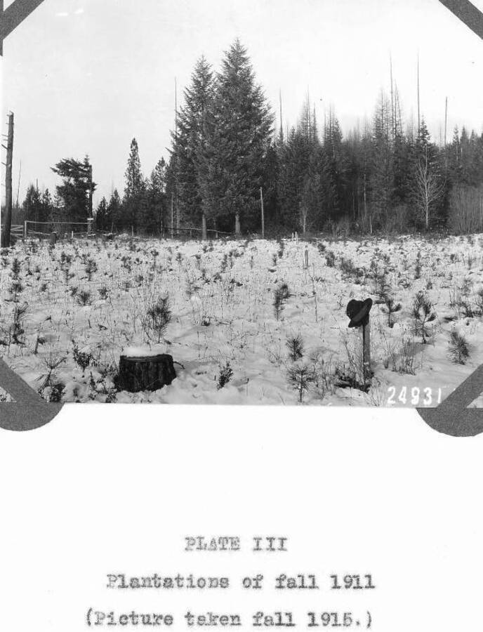 Caption reads: "Plate III, Plantations of fall 1911 (Picture taken fall 1915.)"