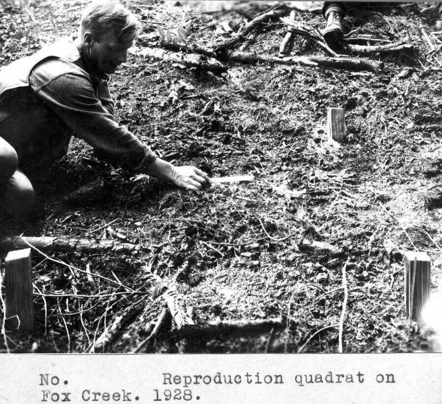 Filed in Priest Creek Experimental Forest Photo box #4: "Reproduction quadrat on Fox Creek. Gerhardt Kempf."