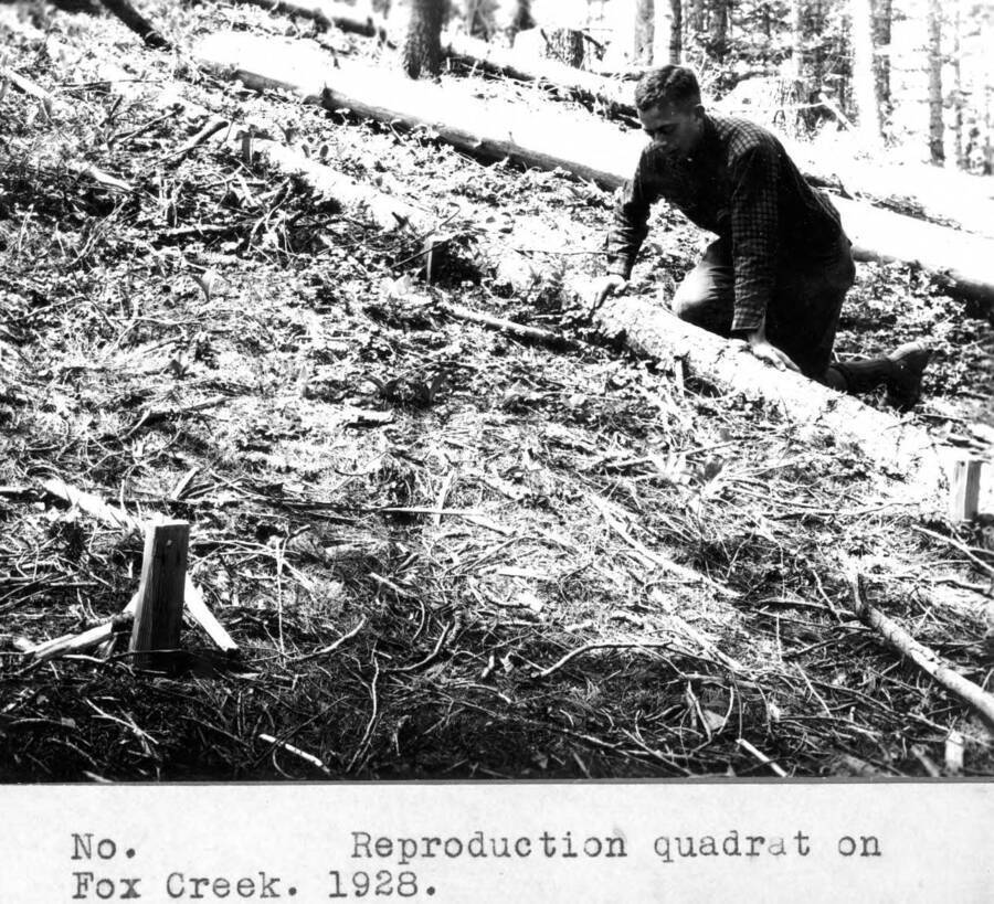 Reproduction quadrat on Fox Creek, Bob Marshall pictured.