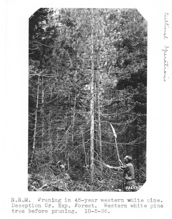 Caption reads: "N.R.M.  Pruning in 45-year western white pine. Deception Cr. Exp. Foprest. Western white pine tree before pruning. 10-2-36."  Ken Davis?