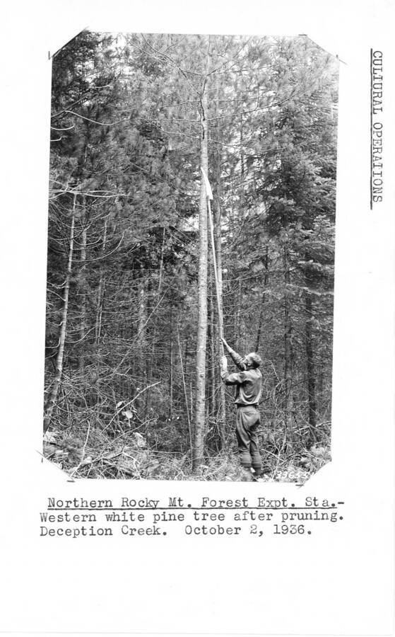 Northern Rocky Mountain Forest Expt. Sta. - Western white pine tree after pruning. Deception Creek. October 2, 1936. Ken Davis pictured.