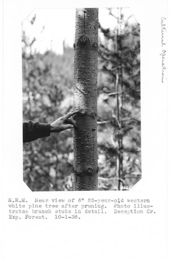 Near view of 6-inch western white pine tree after pruning. Photo illustrates branch stubs in detail. Deception Creek Experimental Forest. Taken 10/1/36.
