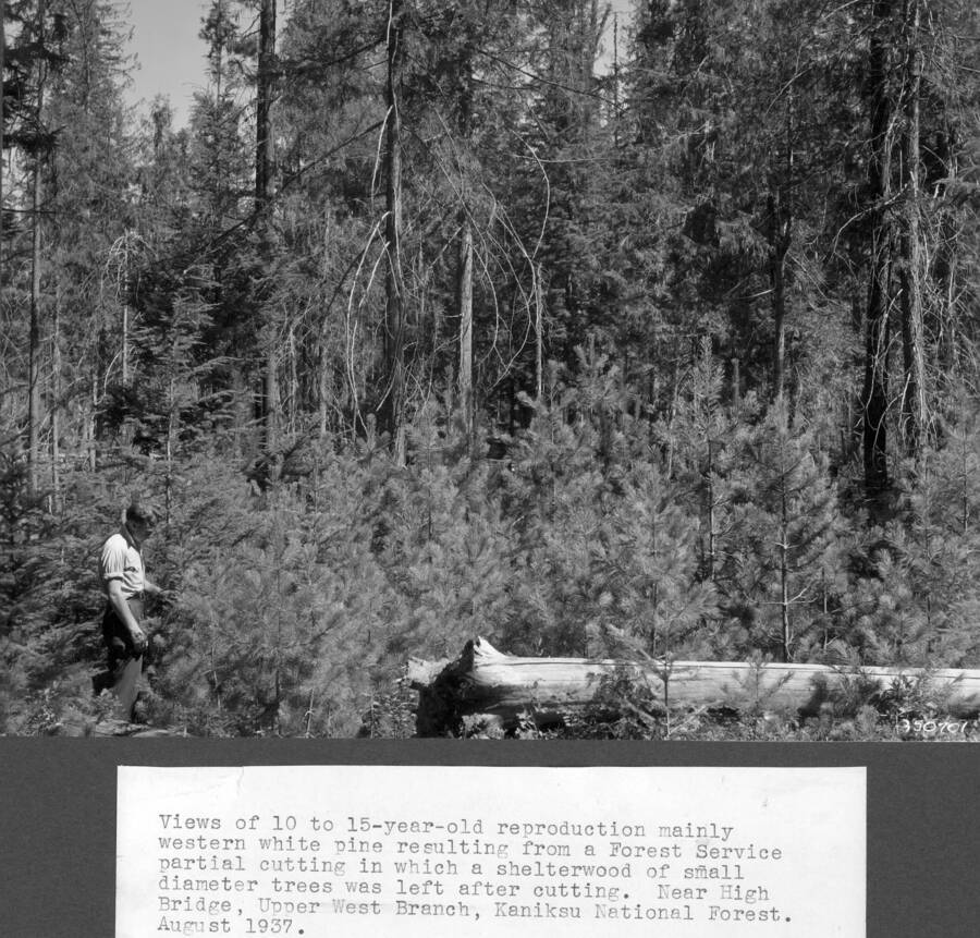Views of 10-15-year-old reproduction, mainly western white pine, resulting from a Forest Service partial cutting in which a shelterwood of small diameter trees was left after cutting. Near High Bridge, Upper West Branch, Kaniksu NF. August 1937.