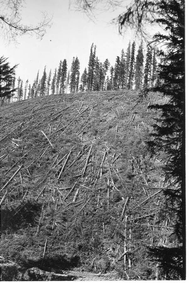 Stand after logging and slashing, preparatory to burning.