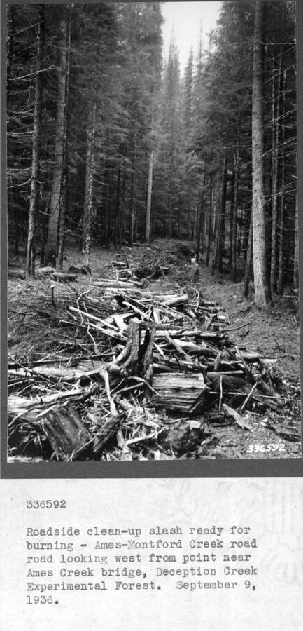 Roadside clean-up slash ready for burning-Ames Montford Creek road looking west from point near the Ames Creek bridge, DCEF. September 9, 1936.