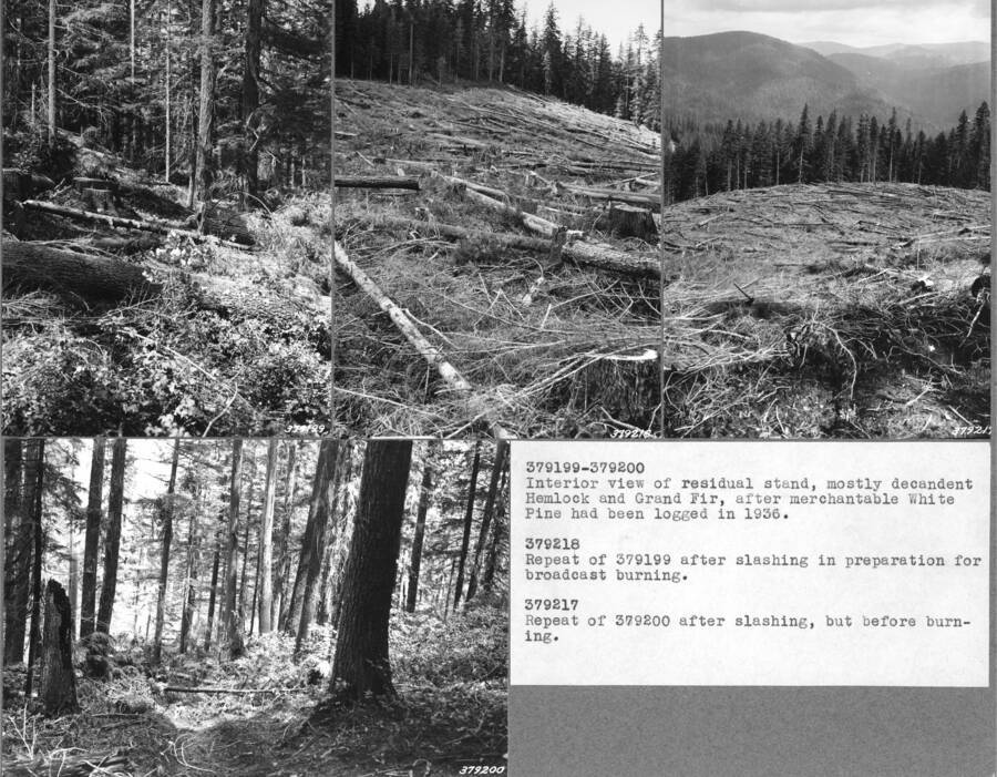 379199-379200: "Interior view of residual stand, mostly decandent Hemlock and Grand Fir, after merchantable White Pine had been logged in 1936." 379218: "Repeat of 379199 after slashing in preparation for broadcast burning." 379217: "Repeat of 379200 after slashing, but before burning."