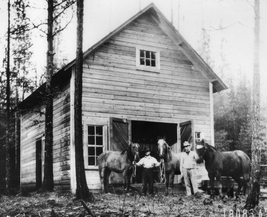 Priest River Exp. Sta. Showing Exp. Sta. barn with buckskin driving team and black work horse, Nig and 50 yr old white pine-larch stand in background. The present bunkhouse was built on this site in 1915.  Scanned from a framed copy hanging in the Lodge.