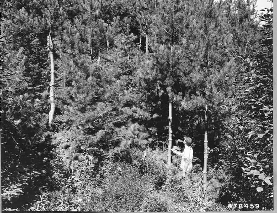Caption from the Ferguson collection photo read: "Initial crop tree pruning this 17-year-old western white pine plantation. Trees planted in 1935 following prescribed burning. Crop trees pruned to an average of 12 feet in 1953."