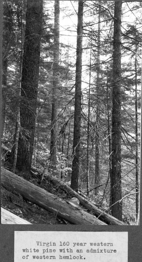 Virgin 160 year western white pine with an admixture of western hemlock.