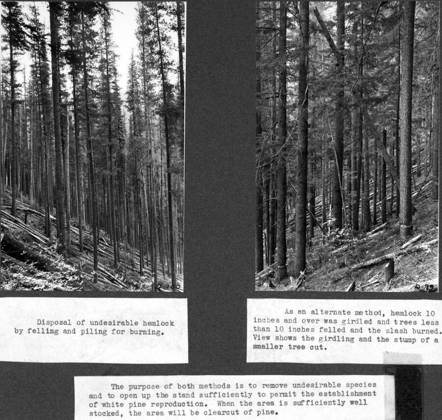 D-100. Disposal of undesirable hemlock by felling and piling for burning.  D-99  As an alternate method, hemlock 10 inches and over was girdled and trees less than 10 inches felled and the slash burned. View shows the girdling and the stump of a smaller tree cut.  The purpose of both methods is to remove undesirable species and to open up the stand sufficiently to permit the establishment of white pine reproduction. When the area is sufficiently well stocked, the area will be clearcut of pine.