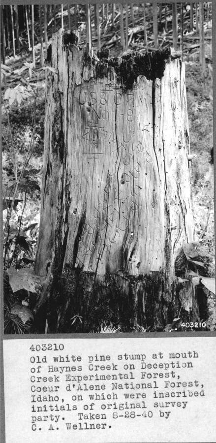 Old white pine stump at mouth of Haynes Creek on Deception Creek Experimental Forest, Coeur d'Alene National Forest, Idaho, on which were inscribed initials of original survey party. Taken 8-28-40 by C.A. Wellner.