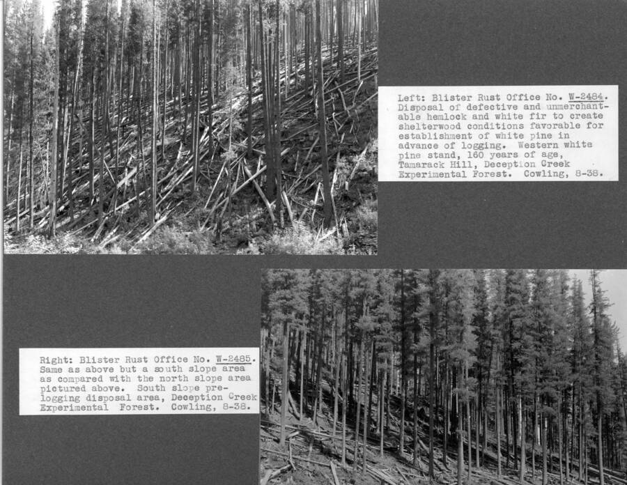 Left: Blister Rust Office No. W-248-4. Disposal of defective and unmerchantable hemlock and white fir to create shelterwood conditions favorable for establishment of white pine in advance of logging. Western white pine stand 160 years of age, Tamarack Hill, Deception Creek Experimental Forest. Cowling, 8-38." "Right: Blister Rust Office No. W-248-5. Same as above but a south slope area as compared with the north slope area pictured above. South slope pre-logging disposal area, Deception Creek Experimental Forest. Cowling 8-38.