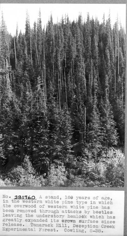 A stand , 160 years of age, in the western white pine type in which the overwood of western white pine has been removed through attacks by beetles leaving the understory hemlock which has greatly expanded its crown surface since release. Tamarack Hill, Deception Creek Experimental Forest. Cowling 8-38.
