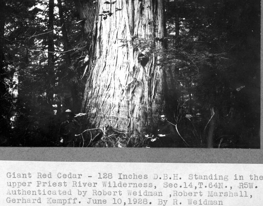 Giant Red Cedar - 128 Inches D.B.H. Standing in the upper Priest River Wilderness, Sec 14, T64N, R5W. Authenticated by Robert Weidman, Robert Marshall,. Gerhard Kempff. June 10, 1928. By R. Weidman.
