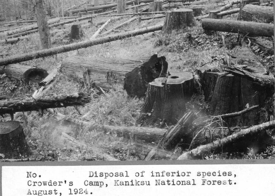 Disposal of inferior species, Crowder's Camp, Kaniksu NF. August, 1924.