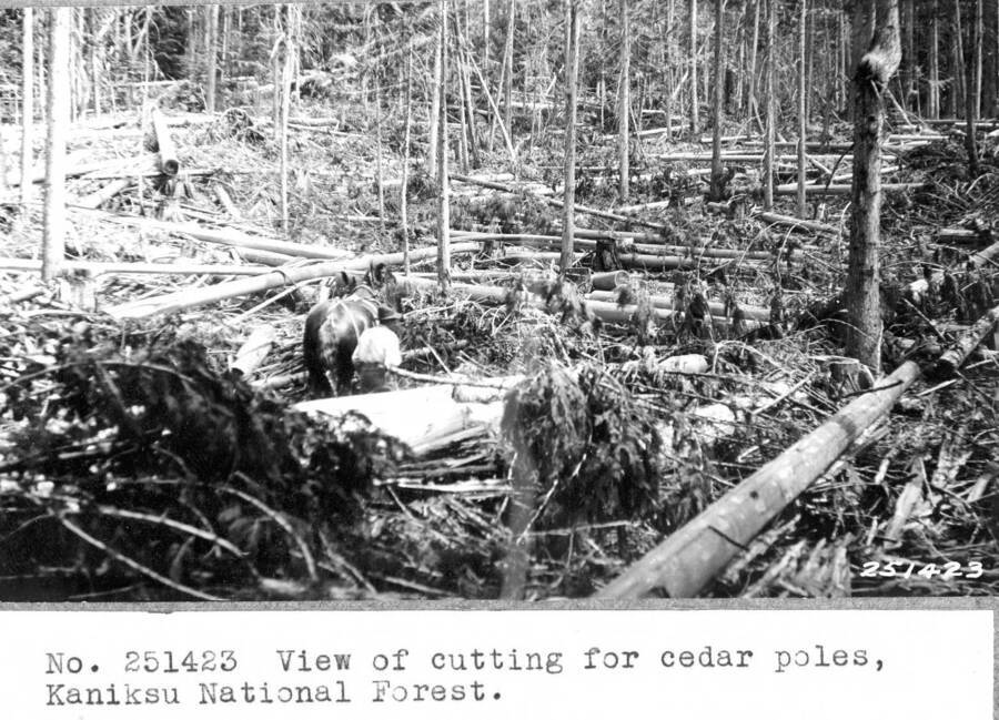 View of cutting for cedar poles, Kaniksu National Forest.