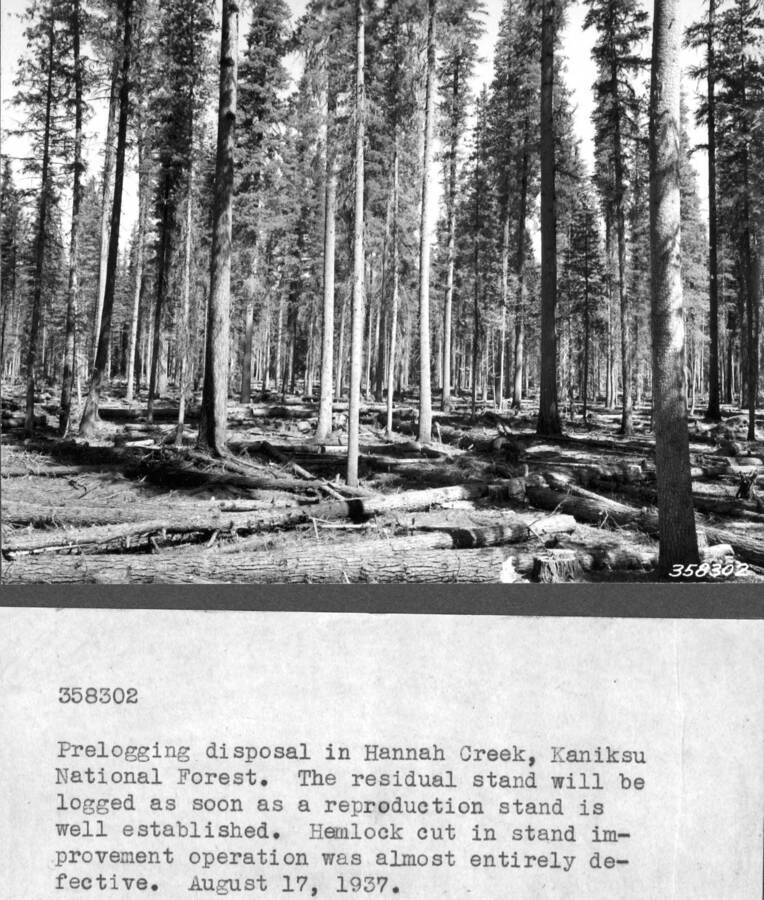 Prelogging disposal in Hannah Creek, Kaniksu National Forest. The residual stand will be logged as soon as a reproduction stand is well established. Hemlock cut in stand improvement operation was alomost entirely defective. August 17, 1937.