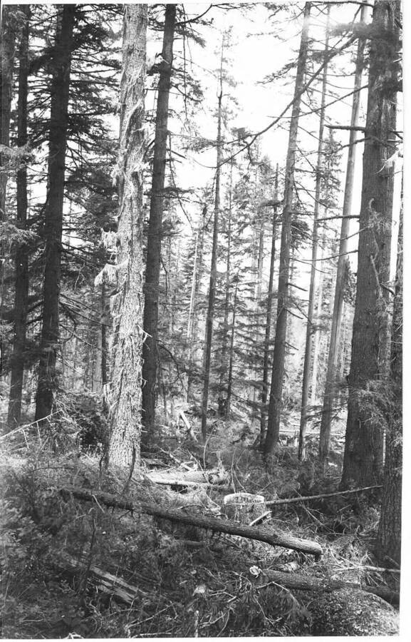 Residual stand after logging, before slashing.