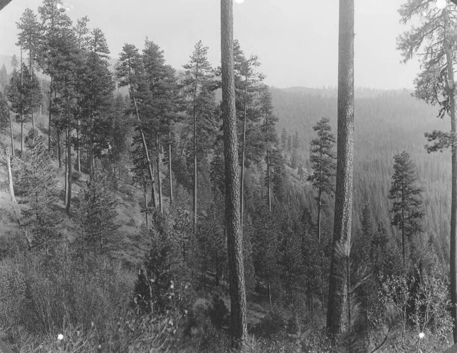 Title plate reads:"The western yellow pine type at the Priest River Experiment Station, typical of the south slopes at 2500 feet elevation on the Kaniksu National Forest.  Note the patchy growth in even-aged stands.  To the right in back-ground is shown the heavily timbered northerly slopes and bottom of Benton Creek, typical of the western white pine type.  The Experiment Station is located in valley below, slightly to the right."