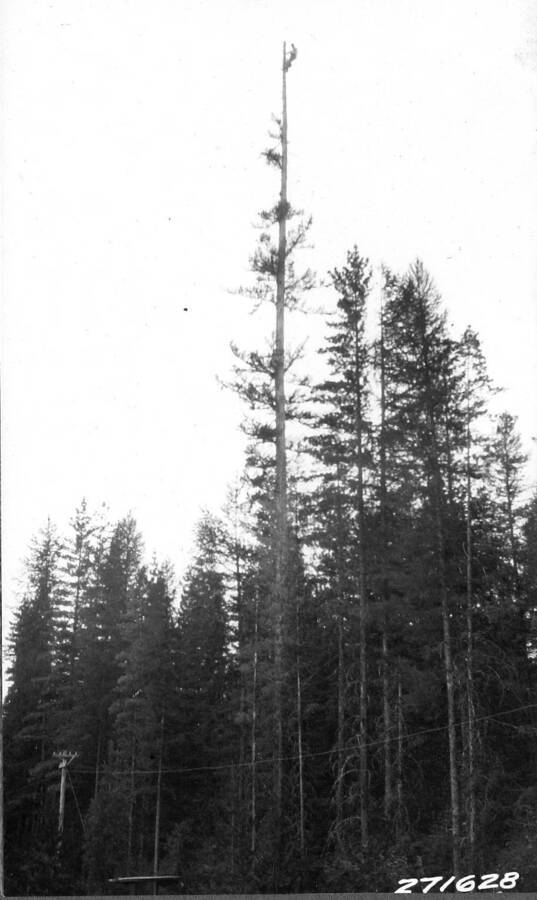 Working on top of spar tree at Priest River Branch Station.  Mounting weather instruments, spring 1932.