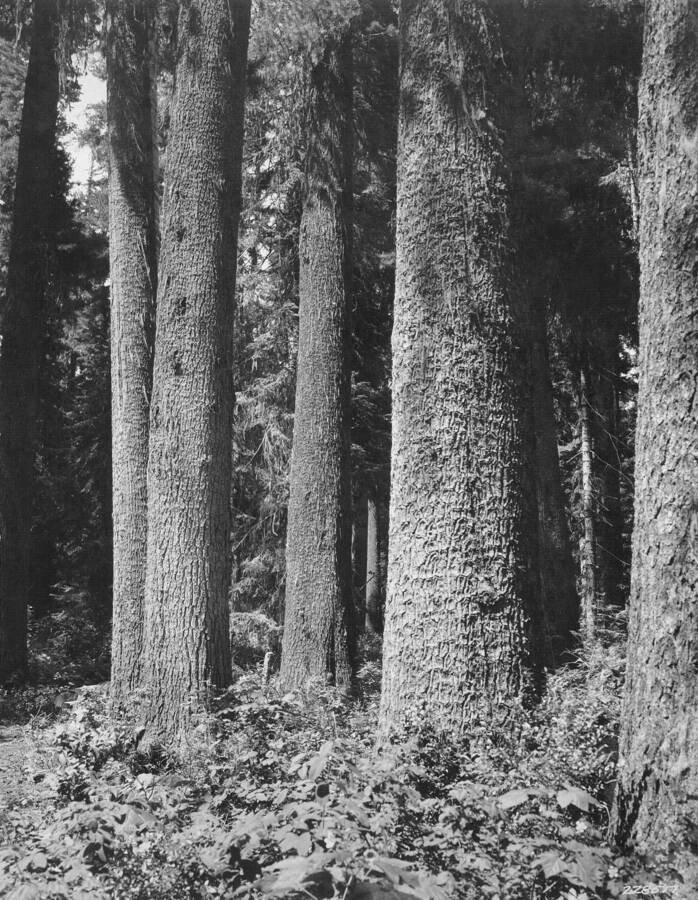Mature white pine timber on Clearwater Timber Co.'s holdings near Pierce, Idaho.