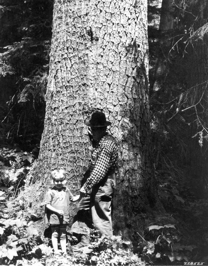 White pine 5 ft. diameter breast high on Clearwater Timber Company's holdings near Pierce, Idaho.