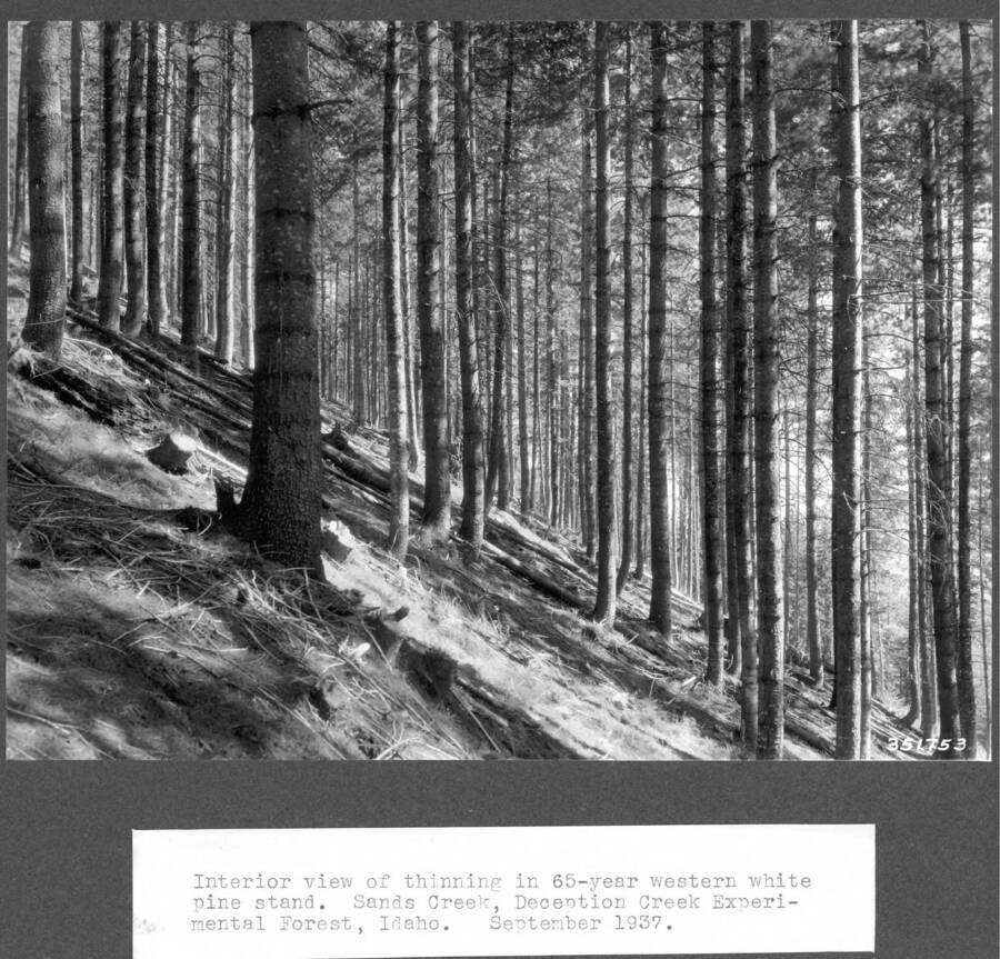 Interior view of thinning in 65-year western white pine stand. Sands Creek, Deception Creek Experimental Forest, Idaho. September 1937.