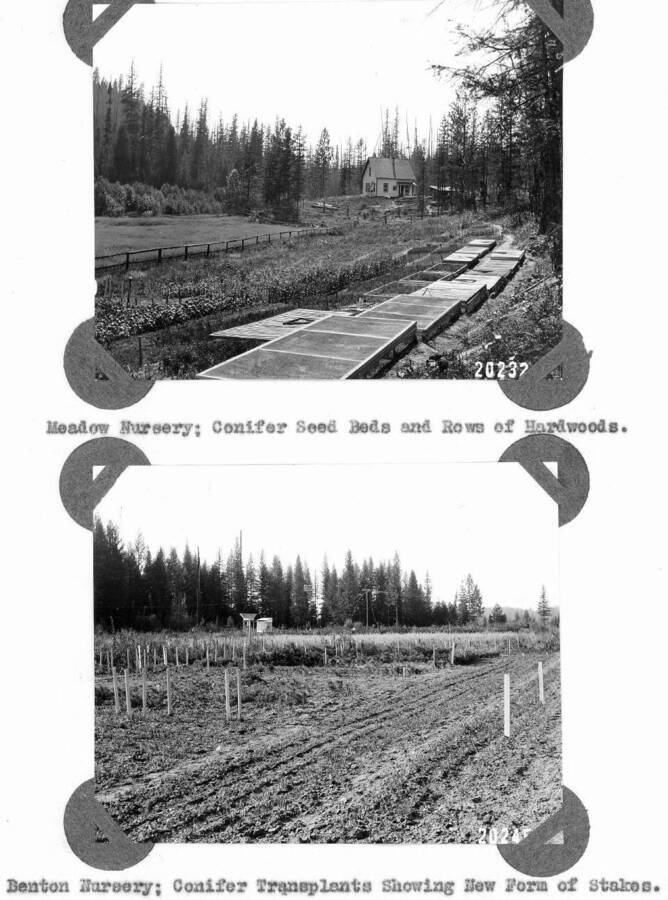 20232A: "Meadow Nursery; Conifer Seed Beds and Rows of Hardwoods." 20245A: "Benton Nursery; Conifer Transplants Showing New Form of Stakes."