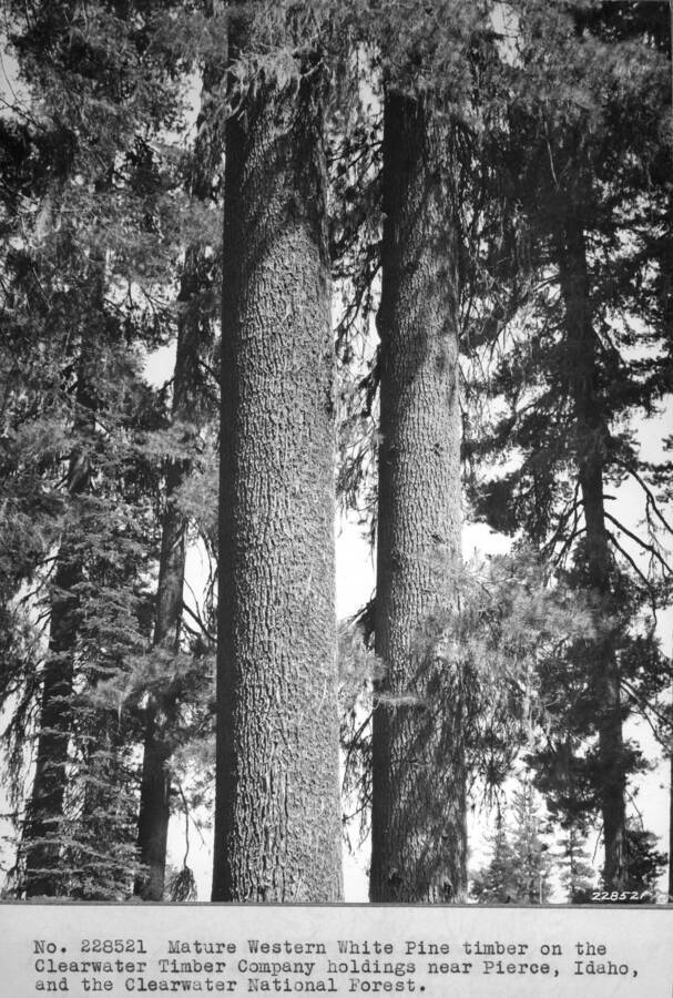 Mature Western White Pine timber on the Clearwater Timber Company holdings, near Pierce, Idaho, and the Clearwater NF.