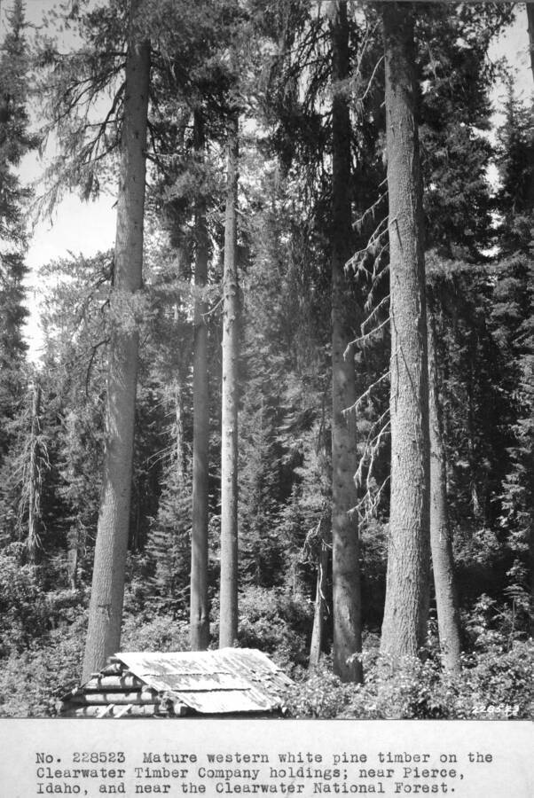 Mature Western White Pine timber on the Clearwater Timber Company holdings, near Pierce, Idaho, and the Clearwater NF.