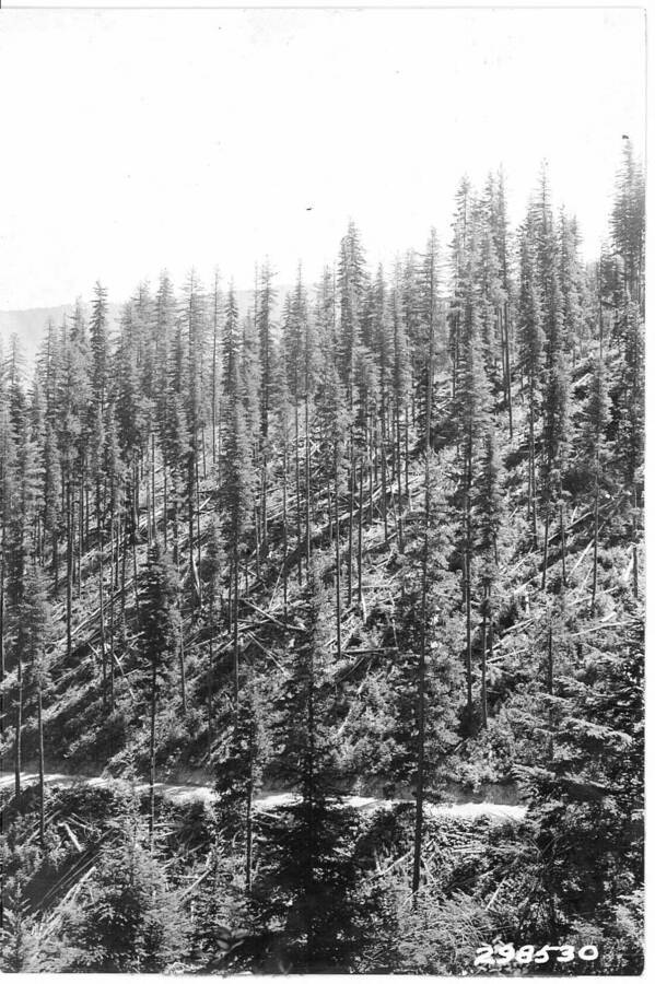 Stand of WWP seed trees left after 1916 logging.