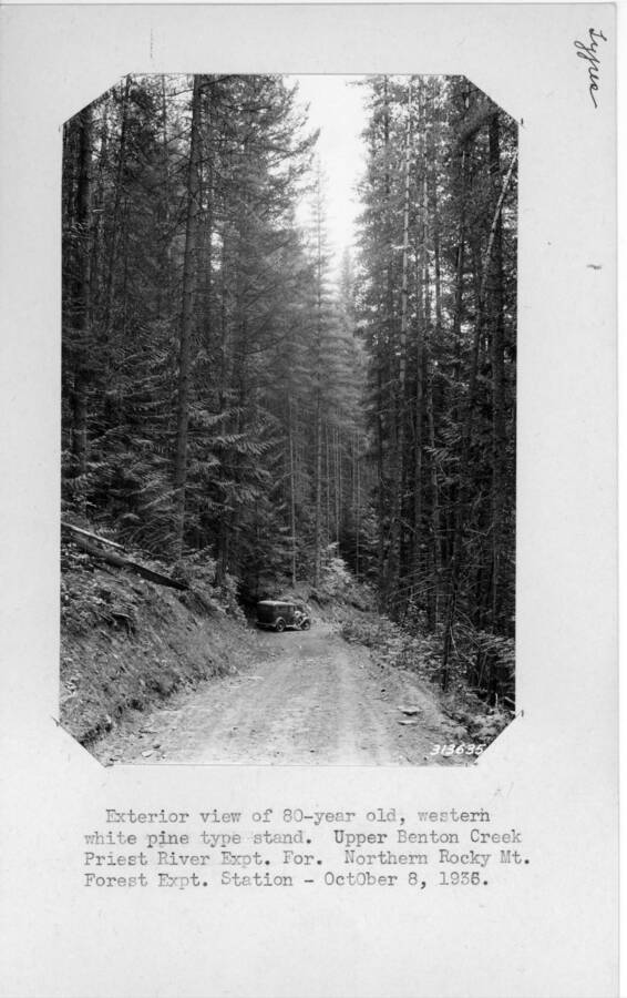 Exterior view of 80-year old, western white pine type stand. Upper Benton Creek Priest River Expt. For. Northern Rocky Mt. Forest Expt. Station - October 8, 1936.