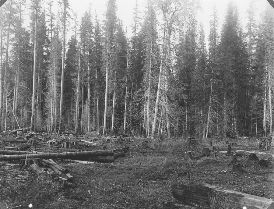 Plate XX caption: "Site for experimental planting of exotic hard woods in western white pine type. In background mature stand of Pinus monticola, Larix occidentalis, Thuja plicata, Populus trichocarpa".