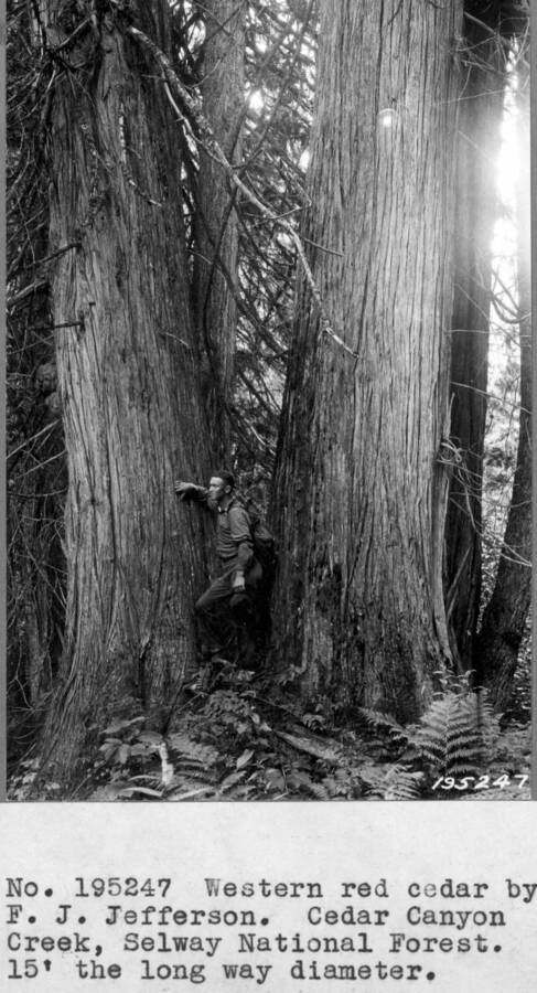 Western red cedar by F.J.Jefferson. Cedar Canyon Creek, Selway National Forest. 15' the long way diameter.