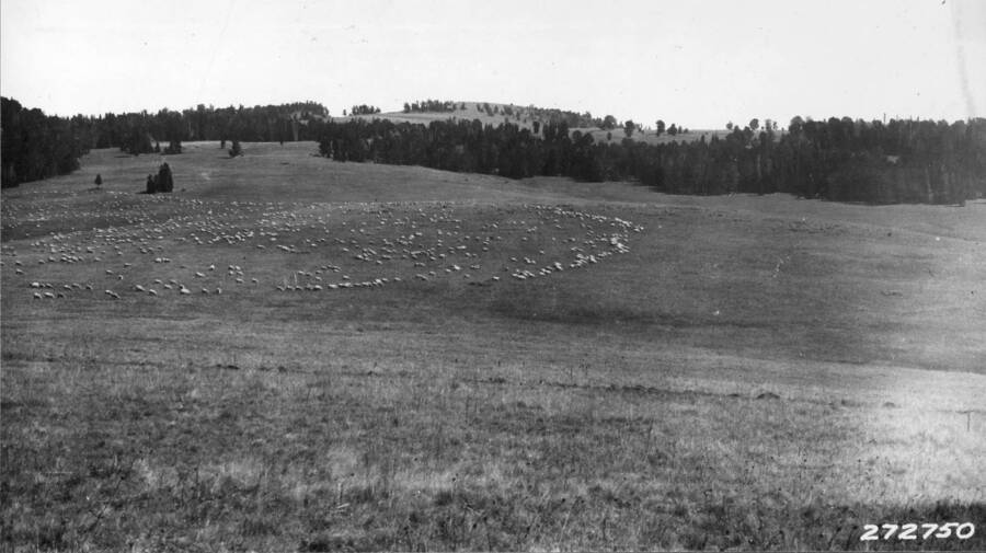 Valley Garden Ranch Co. sheep on Beaverhead National Forest. 10/14/32.