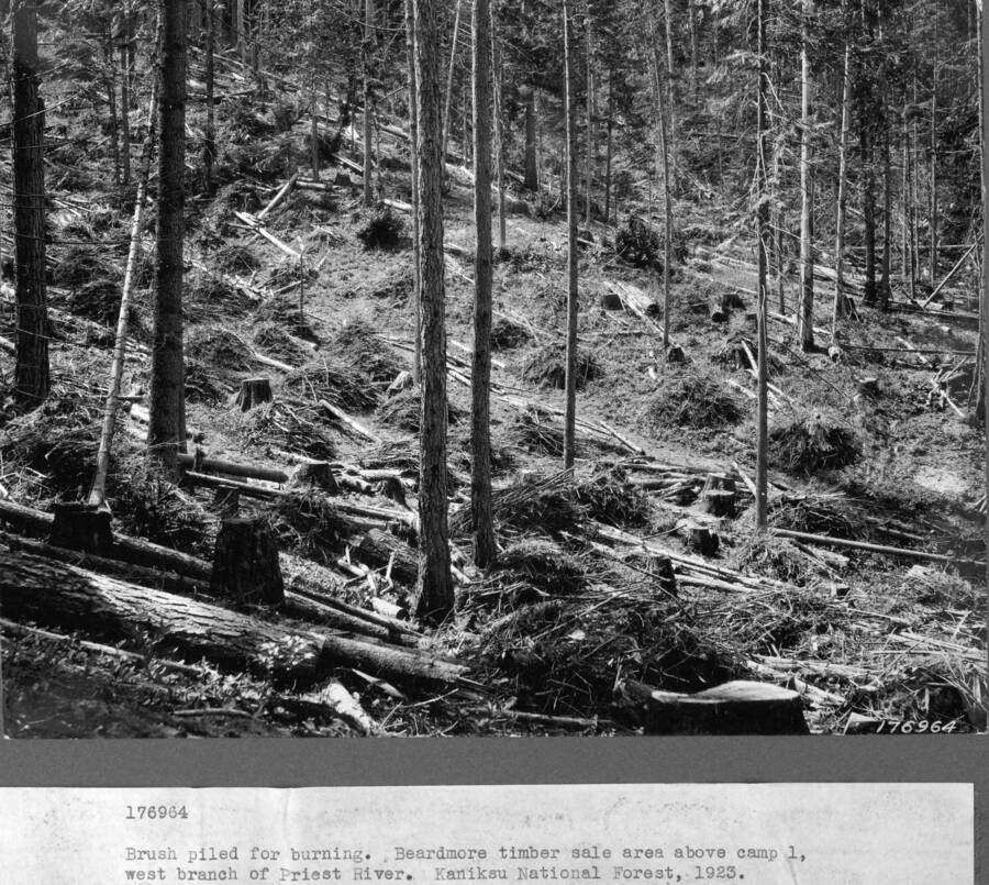 Brush piled for burning, Beardmore timber sale area above camp 1, west branch of Priest River. Kaniksu NF, 1923