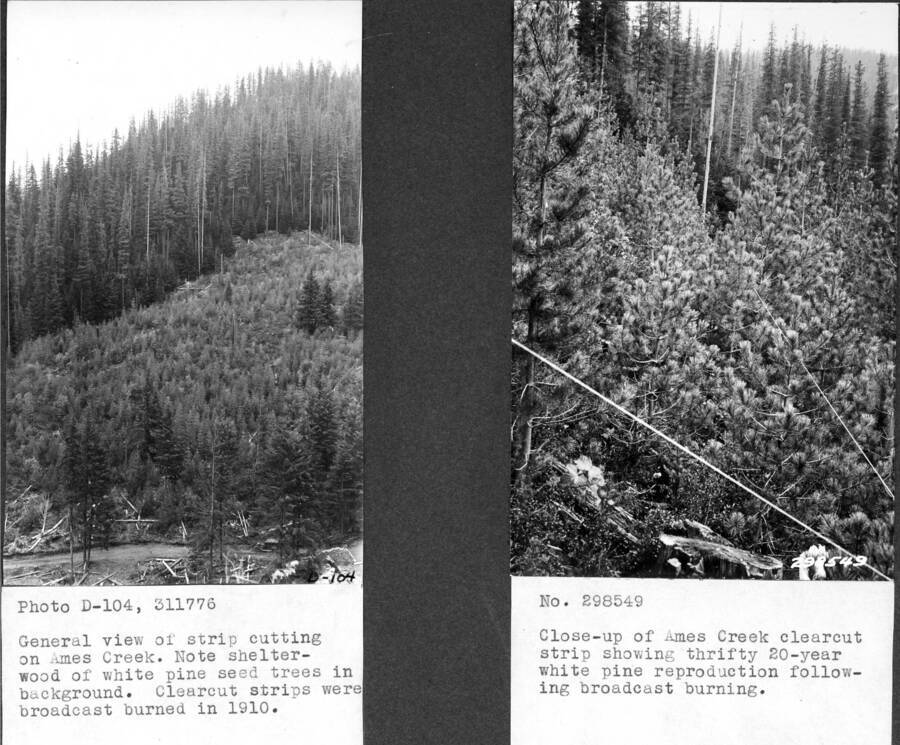 General view of strip cutting on Ames Creek. Note shelterwood of white pine seed trees in background, Clearcut strips were broadcast burned in 1910."   298549"Close-up of Ames Creek clearcut strip showing thrifty 20-year white pine reproduction following broadcast burning. Photo numbers 311776 and 298549