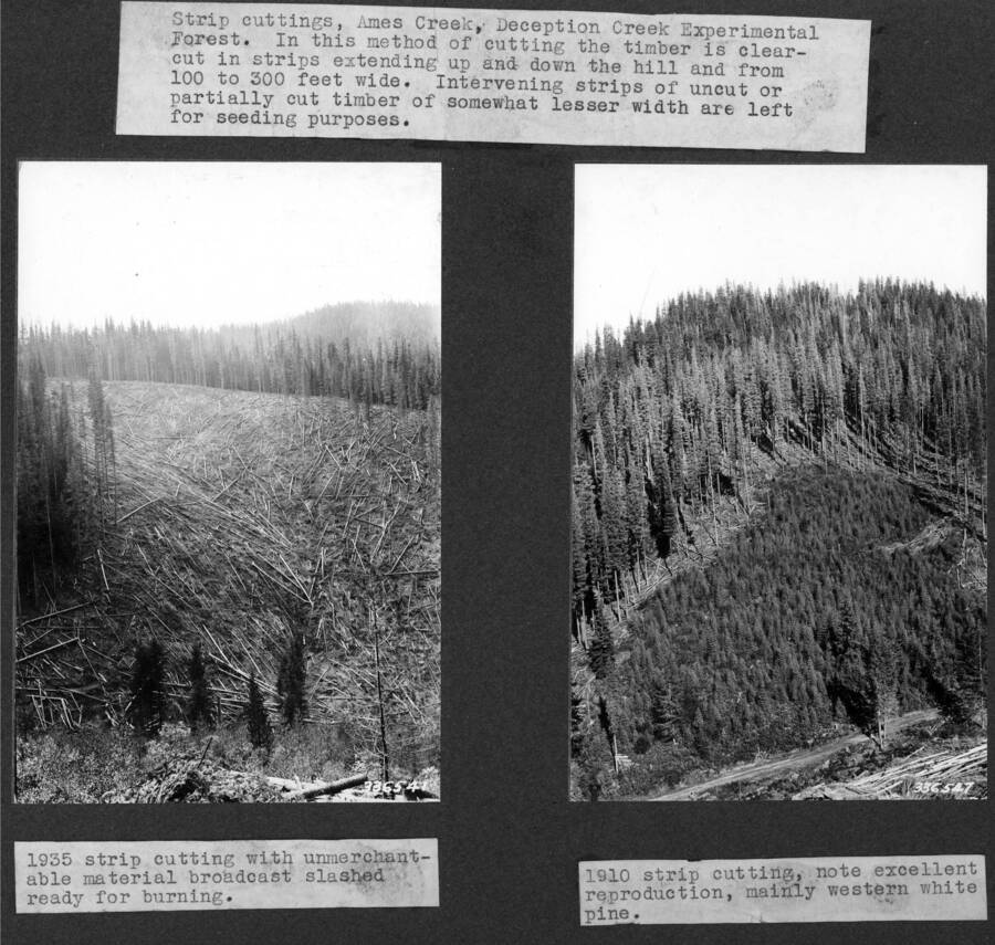 Strip cutting, Ames Creek, Deception Creek Experimental Forest. In this method of cutting the timber is clear-cut in strips extending up and down the hill and from 100 to 300 feet wide. Intervening strip of uncut or partially cut timber of somewhat lesser width are left for seeding purposes.
