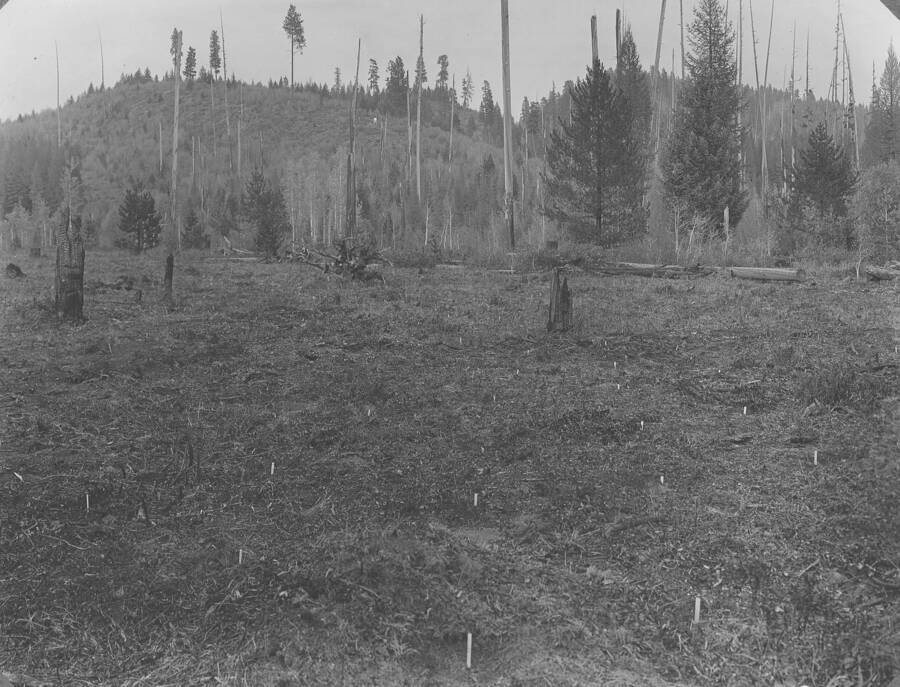 Plate XVIII caption:"Experimental planting areas in western larch type (foreground) and western yellow pine type (hill in background). In immediate foreground experimental plot of western yellow pine transplants in study of climatic varieties." This plot remains at present and known as Plot 162, racial variation in ponderosa pine. White speck on the hill in background is the SW slope meteorological station.