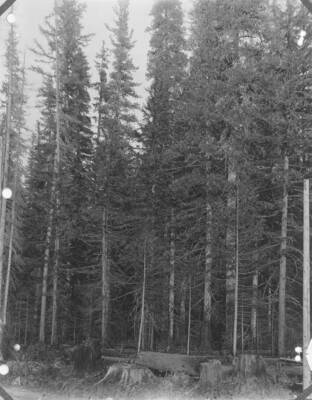 From Rockwell's report of 1912 describing the establishment of Priest River Experimental Station.  No registration #; first of four photos; title plate reads: "The western white pine type at the Priest River Experiment Station.  An overmature stand 225 years old in Benton Creek Bottom, consisting of western white pine, western larch, western red cedar, and hemlock."