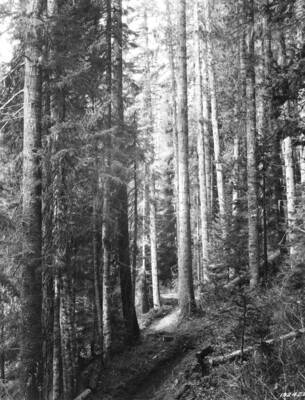 White pine stand at Burnt Cabin Creek, Coeur d'Alene National Forest.