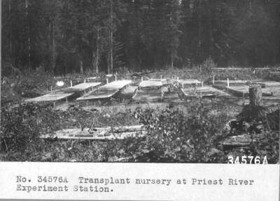 Transplant [Benton Flat] nursery at PRES.