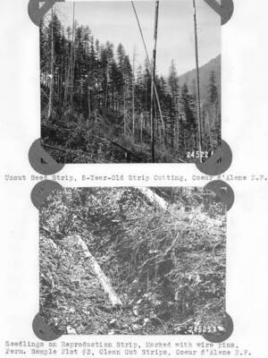 24522A: "Uncut seed strip, 5-year-old strip cutting, Coeur d'Alene N.F." 24525A: "Seedlings on reproduction strip, marked with wire pins, perm. sample Plot #3, clean cut strips, Coeur d'Alene N.F."
