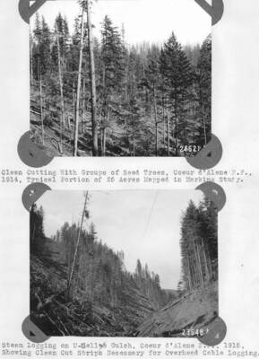 24521A: "Clean cutting with groups of seed trees, Coeur d'Alene N.F., 1914, typical portion of 25 acres mapped in marking study." 23648A: "Steam logging on Ucelle Gulch, Coeur d'Alene N.F., 1915, showing clean cut strips necessary for overhead cable logging."