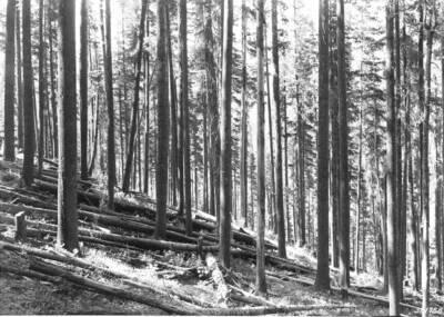 Disposal of defective and unmerchantable hemlock and white fir to create shelterwood conditions favorable for establishment of white pine reproduction in advance of logging. Western white pine type. Stand 160 years of age. South slope pre-logging disposal area, Deception Creek Experimental Forest.