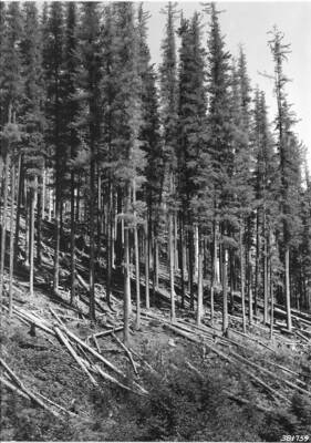 Disposal of defective and unmerchantable hemlock and white fir to create shelterwood conditions favorable for establishment of white pine reproduction in advance of logging. Western white pine type. Stand 160 years of age. South slope pre-logging disposal area, Deception Creek Experimental Forest.
