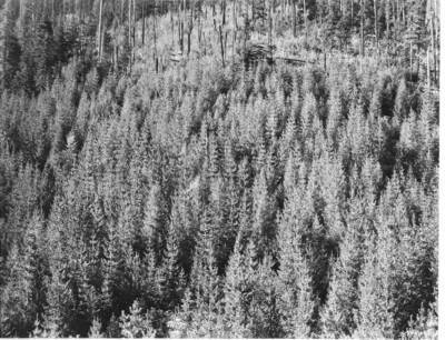 Thrifty 25-year western white pine reproduction on Ault cutting, North Fork Coeur d'Alene River.