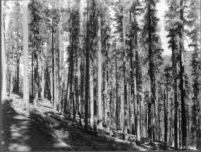 160-year western white pine stand from which low value hemlock and white fire have been removed. The stand is opened up sufficiently to permit reproduction to come in. When reproduction is established, the white pine will be clear-cut. Deception Creek Experimental Forest.