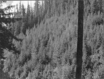 Thrifty 25-year western white pine reproduction Deception Creek Experimental Forest. This area was clearcut as a part of a clearcutting in strips administrative experiment made in 1910.